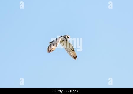 Germania, bassa Sassonia, Juista, gufo corto (Asio flammeus) specie di gufo allevato (Asio), in volo. Foto Stock