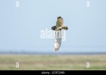 Germania, bassa Sassonia, Juista, gufo corto (Asio flammeus) specie di gufo allevato (Asio), in volo. Foto Stock