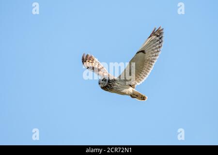 Germania, bassa Sassonia, Juista, gufo corto (Asio flammeus) specie di gufo allevato (Asio), in volo. Foto Stock