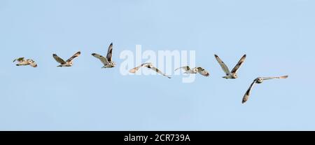 Germania, bassa Sassonia, Juista, gufo corto (Asio flammeus) specie di gufo allevato (Asio), in volo. [M] Foto Stock