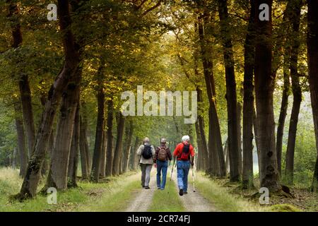 Tre anziani che camminano nella luce del mattino su un viale, Lochem, Paesi Bassi Foto Stock