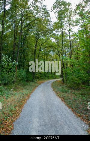 Sentiero percorso a piedi nella foresta coperta di verde e giallo foglie in autunno Foto Stock
