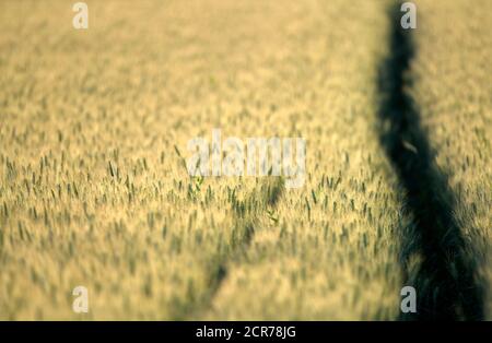 Piste nel campo del grano, Baden-Württemberg, Germania Foto Stock