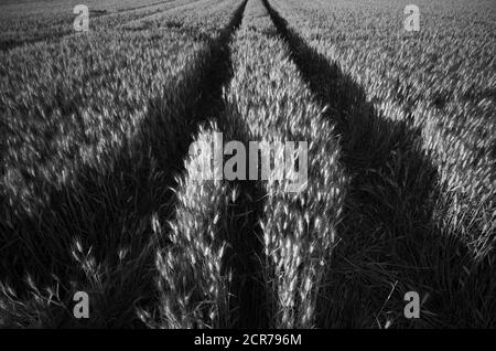 Piste nel campo del grano, Baden-Württemberg, Germania Foto Stock