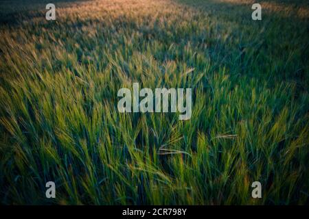 Campo di grano, Baden-Württemberg, Germania Foto Stock