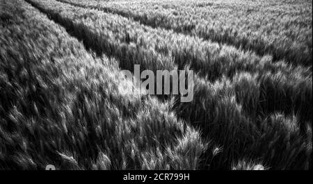 Piste nel campo del grano, Baden-Württemberg, Germania Foto Stock