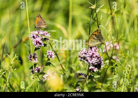 Occhio di bue, Maniola jurtina, farfalla madre di perla, indetto di Argynnis, farfalla, insetto, Alb sveva, Baden-Wuerttemberg, Germania, Europa Foto Stock