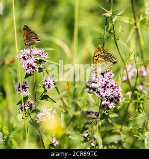 Occhio di bue, Maniola jurtina, farfalla madre di perla, indetto di Argynnis, farfalla, insetto, Alb sveva, Baden-Wuerttemberg, Germania, Europa Foto Stock