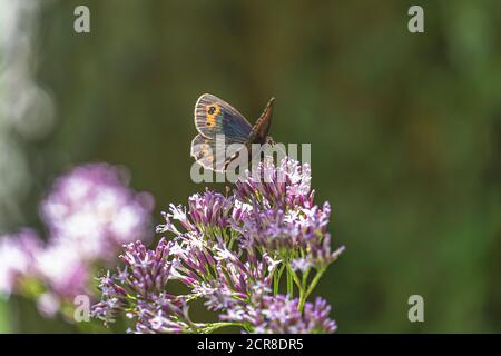 Mohrenfalter, Erebia medusa, farfalla, insetto, Austria, Europa Foto Stock