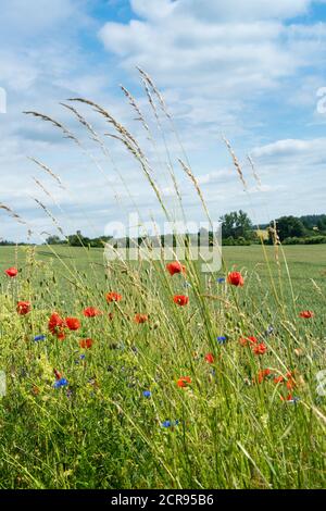 Meclemburgo Lake District, strada di campagna, campo con fiori estivi Foto Stock