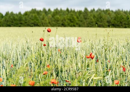 Meclemburgo Lake District, strada di campagna, campo di grano con papaveri Foto Stock