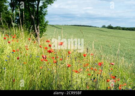 Meclemburgo Lake District, strada di campagna, campo con fiori estivi Foto Stock