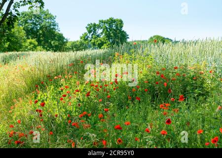 Meclemburgo Lake District, strada di campagna, campo di grano con papaveri Foto Stock