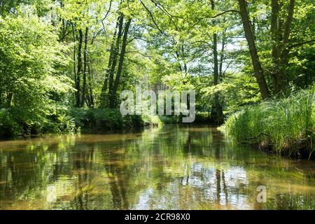 Rheinsberger Rhin, Wildwasserbach, Foresta Nera Foto Stock