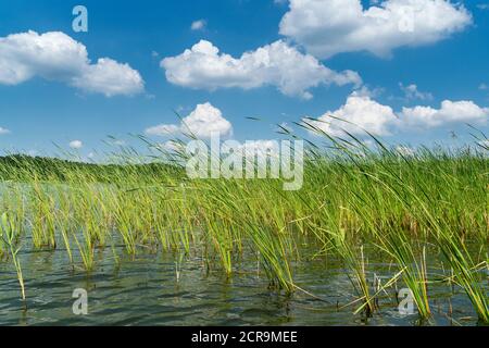 Mecklenburg Lake District, umore estivo, cielo blu con nuvole volose, canne Foto Stock