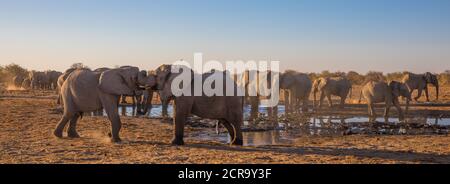 Elefanti al buco di irrigazione, combattendo elefanti Foto Stock