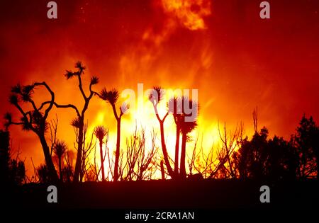 Los Angeles, Stati Uniti. 20 Settembre 2020. Foto scattata il 18 settembre 2020 mostra l'incendio di Bobcat nella contea di Los Angeles, California, Stati Uniti. Il fuoco di Bobcat ha cominciato il 6 settembre nella foresta nazionale di Angeles nella contea di Los Angeles. Credit: Xinhua/Alamy Live News Foto Stock