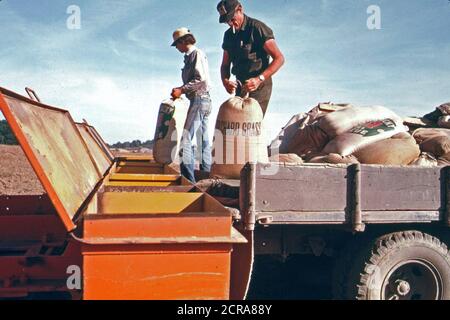 1974 - Dolce trifoglio ed erba mazzolina seme sono versata in una seminatrice Bulldozer-Pulled quale sarà la diffusione è 450 libbre per acro la terra è reseeded dopo nastri mineraria da società di carbone nel sud-est in Ohio. Foto Stock