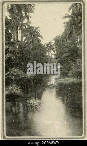 . Libro del blu reale . Per gentile concessione dell'American Photo Co., l'Avana NELL'ISOLA DEI PINI FLORIDA E CUBA 15 thence via la Peninsular (5c OccidentalSteamship Company a l'Avana. Le località della costa del golfo sono raggiunte dalla Seaboard Air Line e dalla costa atlantica da Jacksonville. Un altro percorso attraente per la Florida è Viathe Baltimora & Ohio a Baltimora, inthrough i treni vestibuled, thence a Savan-nah, GA., via la linea dei mercanti & dei minatori del vapore e thence in treno a Jackson-ville. Le rotte da Jacksonville a terne sulla costa orientale e golfo di Floridaare lo stesso di dare Foto Stock