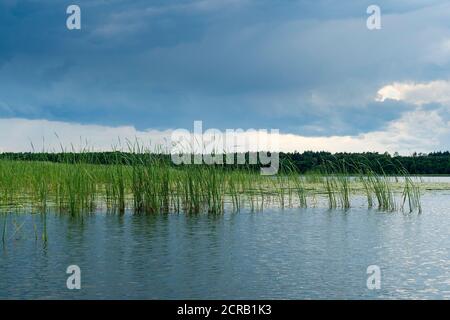 Mecklenburg Lake District, Gobenowsee, canne, umore temporale Foto Stock