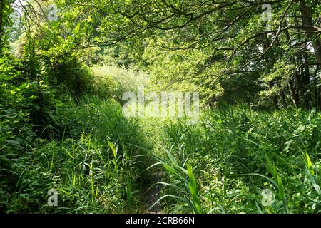 Mecklenburg, Priebert Urwaldweg, percorso escursionistico circolare sull'Ellenbogensee Foto Stock