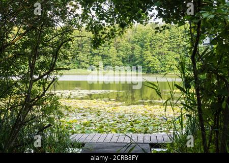 Meclemburgo Lake District, Kagar, molo su Kagarsee, ninfee Foto Stock