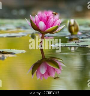 Lily Pad fiorisce con le api al miele che impollinano Foto Stock