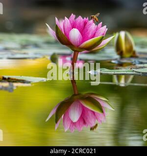 Lily Pad fiorisce con le api al miele che impollinano Foto Stock