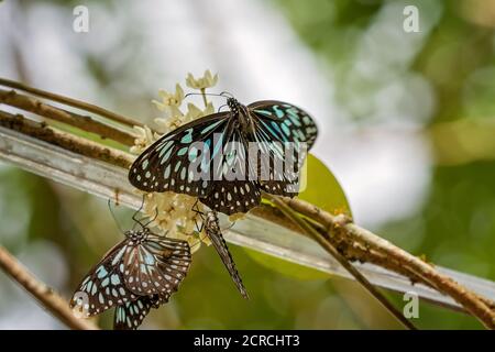 Farfalle Blue Tiger arroccate su fiori nel giardino Foto Stock