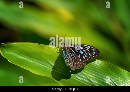 Una farfalla Blue Tiger su una foglia Foto Stock