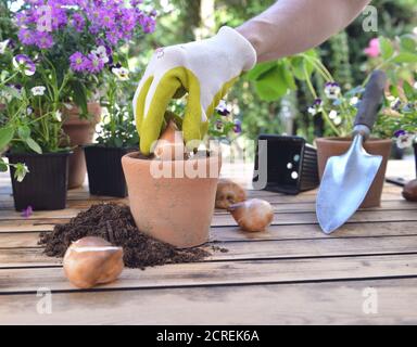 vicino sulla mano di giardinaggio che piantano un buolob di fiore in una pentola messo su un tavolo in giardino Foto Stock