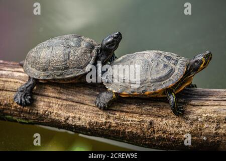 Due tartarughe sono sedute su un vecchio ramo di albero. Foto Stock