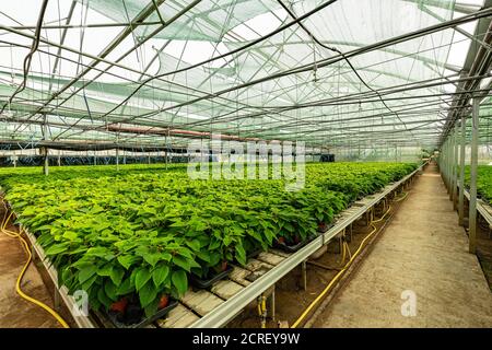 Piccole piante di poinsettia o stella di natale. Vivaio di piante in una serra. Foto Stock