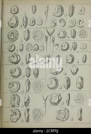 . Rapporti di esplorazioni e indagini, per accertare il percorso più praticabile ed economico per una ferrovia dal fiume Mississippi all'Oceano Pacifico . Foto Stock