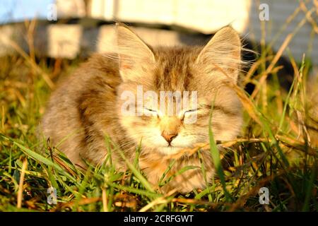 gattino crogiolarsi al sole da vicino. Foto Stock