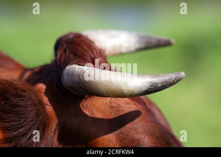 Corna da una mucca Lakenvelder. La cintura olandese, conosciuta come Lakenvelder, è una razza di bovini da latte. Foto Stock