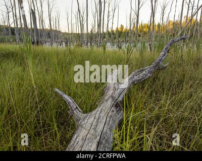 mattina nella palude estiva con tronco di albero grigio asciutto dentro primo piano e sfondo sfocato - fuoco selettivo scatto grandangolare Foto Stock