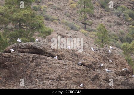 Gabbiani con zampe gialle Larus michaellis nella Riserva Naturale integrale di Inagua. Tejeda. Gran Canaria. Isole Canarie. Spagna. Foto Stock