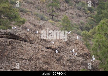 Gabbiani con zampe gialle Larus michaellis nella Riserva Naturale integrale di Inagua. Tejeda. Gran Canaria. Isole Canarie. Spagna. Foto Stock