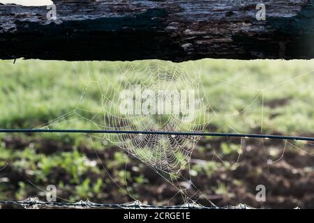 Rugiada di mattina presto sulla rete del ragno attaccata ad una recinzione di legno a Gresford nel cacciatore superiore del NSW, Australia. Foto Stock