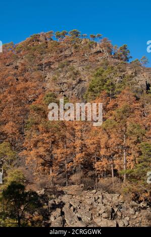Legna bruciata di pino delle Isole Canarie Pinus canariensis. Monte Los Hornos. Riserva naturale integrale di Inagua. Gran Canaria. Isole Canarie. Spagna. Foto Stock