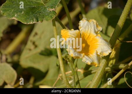 primo piano di fiori di zucchine al sole di settembre Foto Stock