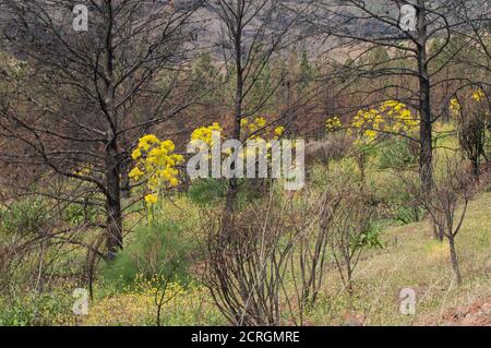 Pini Aleppo bruciati Pinus halepensis e piante di Ferula linkii. Il burrone di Inagua. Il Parco Rurale di Nublo. Gran Canaria. Isole Canarie. Spagna. Foto Stock