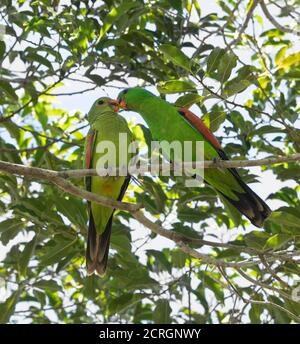 Un paio di pappagalli alati rossi (Aprosmictus eritropterus) che mostrano affetto, territorio del Nord, NT, Australia Foto Stock