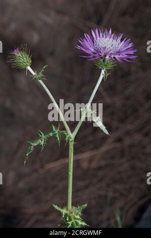 Germoglio e testa di fiore di tistola di latte viola Galactites tomentosa. Pajonales. Riserva naturale di Inagua. Tejeda. Gran Canaria. Isole Canarie. Spagna. Foto Stock