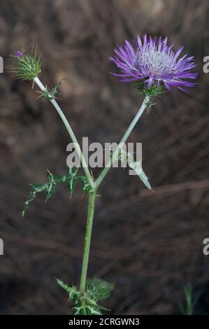 Germoglio e testa di fiore di tistola di latte viola Galactites tomentosa. Pajonales. Riserva naturale di Inagua. Tejeda. Gran Canaria. Isole Canarie. Spagna. Foto Stock