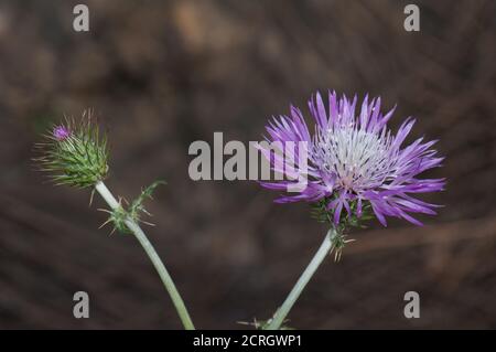 Germoglio e testa di fiore di tistola di latte viola Galactites tomentosa. Pajonales. Riserva naturale di Inagua. Tejeda. Gran Canaria. Isole Canarie. Spagna. Foto Stock