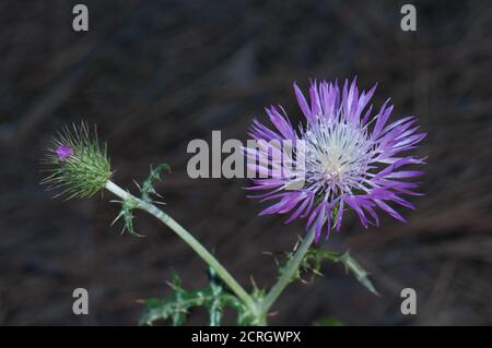 Germoglio e testa di fiore di tistola di latte viola Galactites tomentosa. Pajonales. Riserva naturale di Inagua. Tejeda. Gran Canaria. Isole Canarie. Spagna. Foto Stock