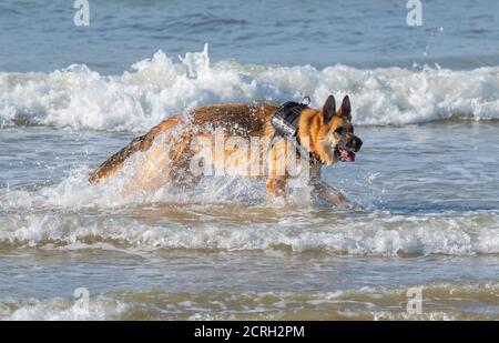 Vista laterale di un cane tedesco Pastore (AKA alsaziano) nel mare nel Regno Unito. Cane che gioca in acqua. Foto Stock