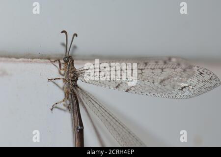 Antlion Myrmeleon si alterna su una piastrella da parete. Cruz de Pajonales. Tejeda. Gran Canaria. Isole Canarie. Spagna. Foto Stock